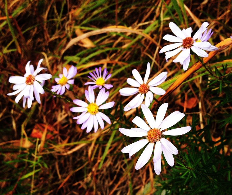 On an autumn walk, these wildflowers said, "Hello. We are still beautiful."